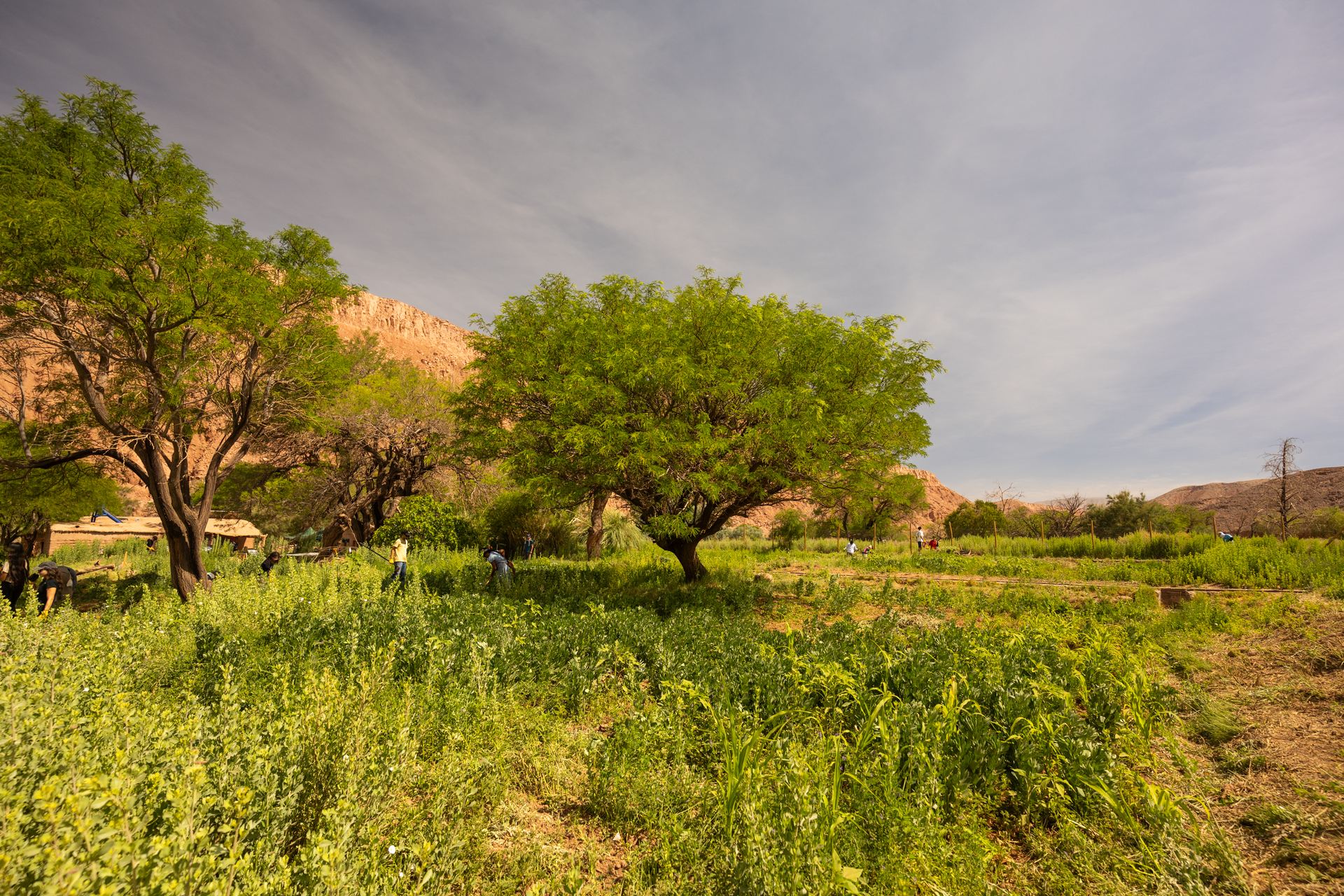 Árbol sagrado · Territorio de Mey