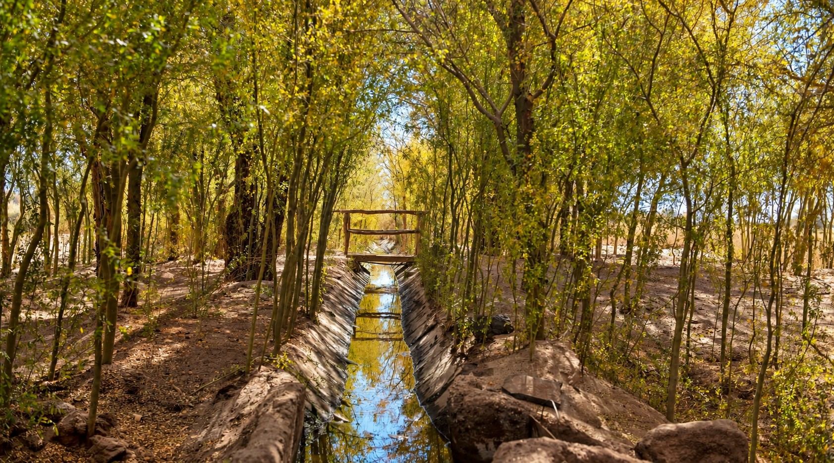 Bosque de Chañar · Canal de agua en el oasis